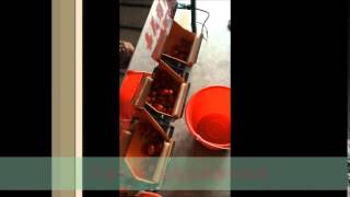 HS-30 小蕃茄分級機(玉女番茄使用實況) small tomato grading machine