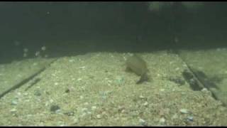 Fish in Thailand - Batrachian Walking Catfish - Clarias Batrachus