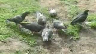 Pigeon copro movement!!!
