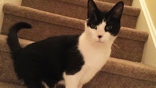 Cat Takes Tries to Out-Vlog Me
