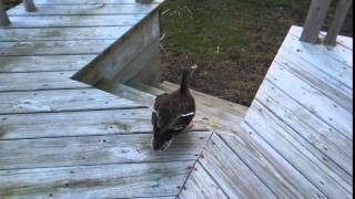Sapphira the Mallard Flying