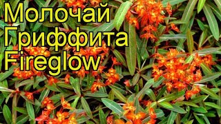 Молочай гриффита Файрглоу. Краткий обзор, описание характеристик euphorbia griffithii Fireglow