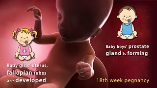 18 Weeks Pregnant: What Does Every Woman Need To Understand