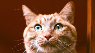 ASMR АСМР of a cat eating her wet food!