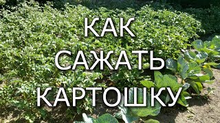 Чем обработать картофель перед посадкой/Как сажать картошку/ картошка и кремний/ Картошка Асония