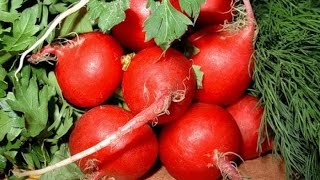 В теплице растет редиска, помидоры, огурцы