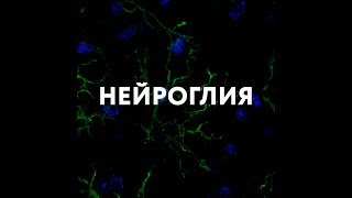 Нейроглия нервной ткани