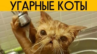 ?? САМЫЕ СМЕШНЫЕ КОТЫ ИНТЕРНЕТА ??? ПРИКОЛЫ С КОТАМИ, КОШКАМИ И КОТЯТАМИ - ВАЙНЫ
