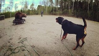 rottweiler bear test