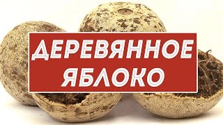 Деревянное яблоко или ферония лимонная - экзотический фрукт из Индии и Шри-Ланки