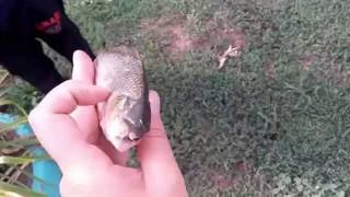 КАРАСЬ ЦИКЛОП! CARP CYCLOPS!