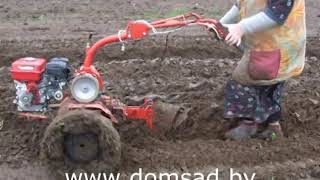 Вспашка мотоблоком "Салют5-Л6.5" ("Агат-Л6.5"). Посадка картофеля.