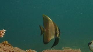 WOMEN SCUBA DIVING - GAYA ISLAND