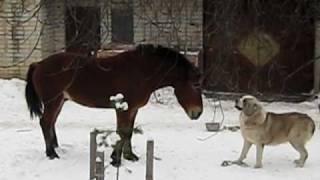 Young horse and Faust