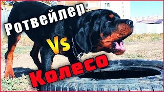 Ротвейлер 5 мес. Vs Колесо Злится и Лает Дрессировка КО МНЕ и РЯДОМ РЕАКЦИЯ НА УЛИЧНЫХ СОБАК