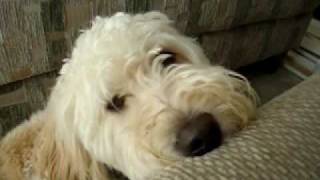 Chester Goldendoodle Loses Toy Sad Face and Whine