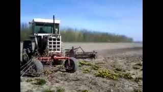 1755 Cockshutt tractor cultivating