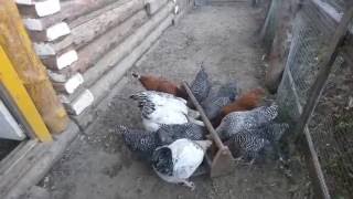 Кормление кур несушек