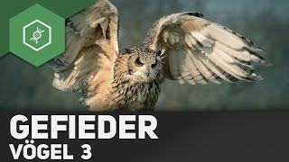 Vögel - Aufbau Gefieder / Vogelfedern ● Gehe auf SIMPLECLUB.DE/GO & werde #EinserSchüler