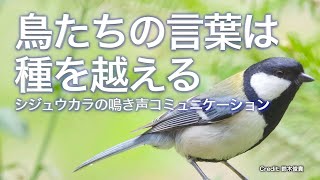 鳥たちの言葉は種を越える シジュウカラの鳴き声コミュニケーション｜Science Portal動画ニュース（2021年9月13日配信）