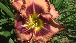лилейник daylily MYSTIC IMAGE