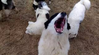 Yakutian Laika . Якутская лайка,щенки-пуфики.смешные собаки