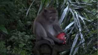 Bali highlights