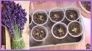 Пикирую лаванду Lavender planting ✽ сею лобулярию колеусы и другие цветы ✽ позитив ✌