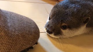 カワウソさくら 椅子に座って作業中の飼い主に足元ですねる otter that stays at the feet of the owner sitting in a chair