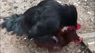 Montage of Chickens Mating 2