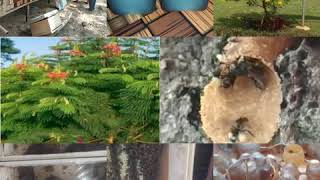 Jual bibit lebah&madu