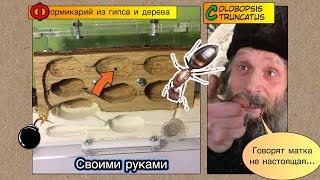 Формикарий из гипса и дерева своими руками // Есть ли матка у пробковых муравьев???