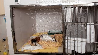 Кошки падают с неба или как от искалеченной кошки отказались и она стала бездомной.