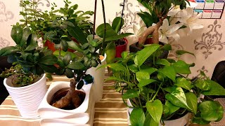 Si ti ushqejmë Lulet e dhomes,Blumen Dünger