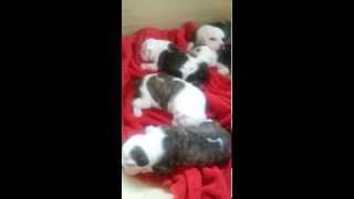 Olde English Bulldogge Puppies 1300.00