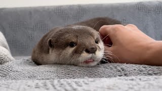 カワウソさくら 寝起きは芋虫になり起き上がるカワウソ otter that wakes up like a caterpillar