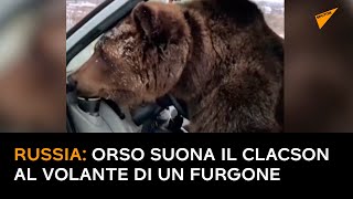 Russia: orso suona il clacson al volante di un furgone