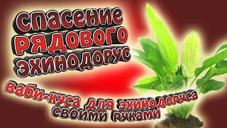 Ваби-куса для эхинодоруса!!! - спасаем растение.