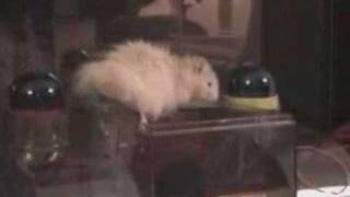 Smart Hamster