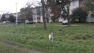 В деревне Гацук