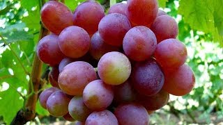 Виноград Блестящий – красный виноград, мускат