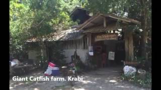 Ферма гигантских сомов (Giant Catfish farm) Krabi