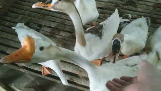 MENENGOK MANTAN ANAK // BEBEK ANGSA YANG MENGGEMASKAN