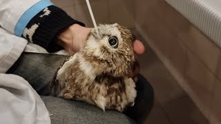 Раскрыта тайная тайна суча Юйни! Ветеринары разоблачили секрет совы! Злая соверма теперь не...