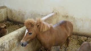 الفرس القزم _ pony