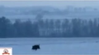 wild boar hunting.   охота на кабана зимой!