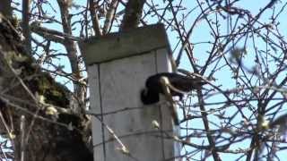 Скворец вселяется в скворечник _ A starling moved in the nest box