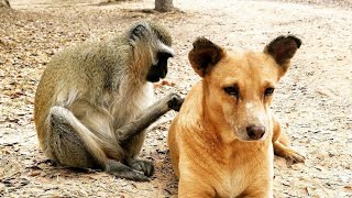 One-armed orphaned monkey becomes a nanny for senior dogs