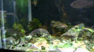 75 Gallon Shellie/Julie
