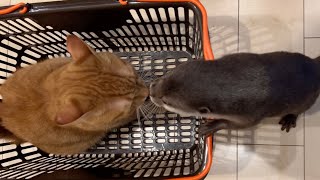 買い物カゴにどっちが入るかでイチャイチャするカワウソと猫 otter and cat make out over which one fits in the shopping cart